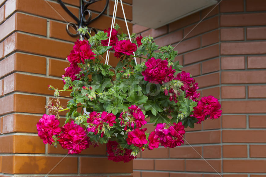Flowers on the lawn in the courtyard of a private house