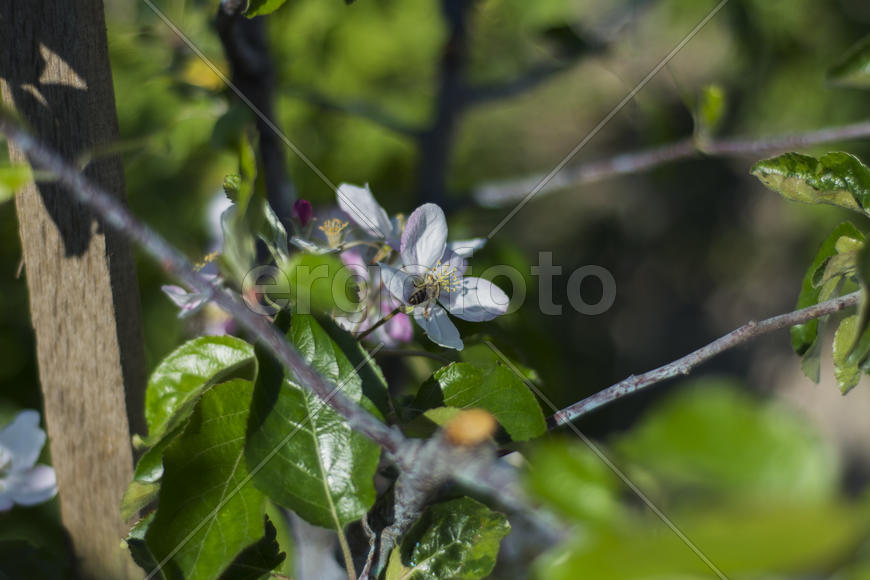 Bee pollinating flowers of apple trees in the home garden