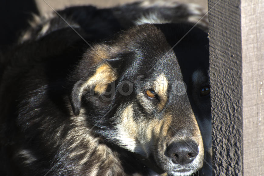 Сторожевая собака черного окраса