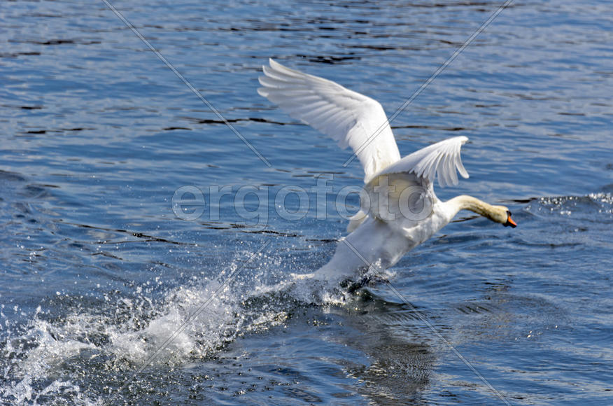 White swan on the water. Most large water bird with a long neck and a well-developed