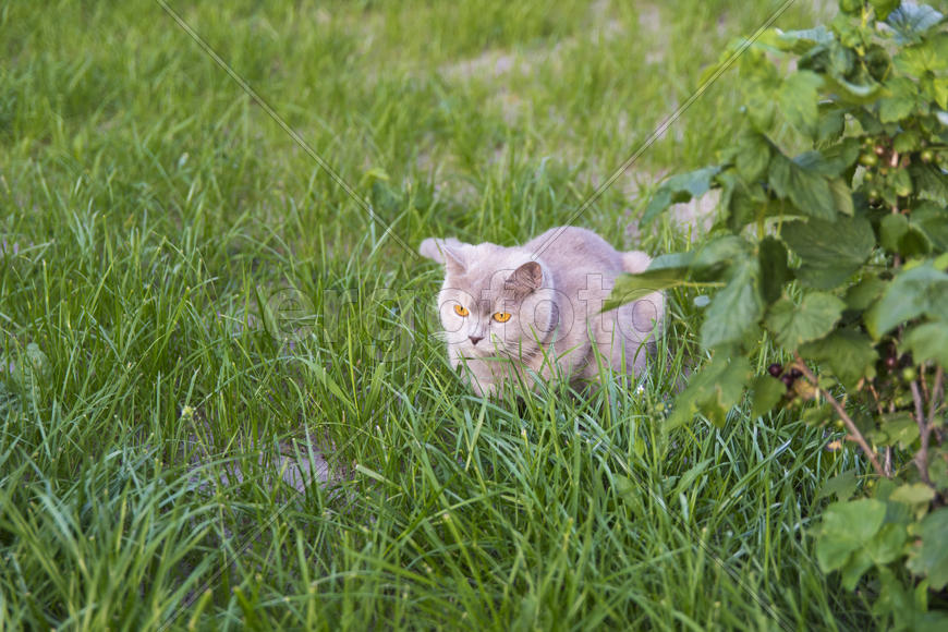 Adult cat gave birth to kittens. Beautiful color and good pedigree.