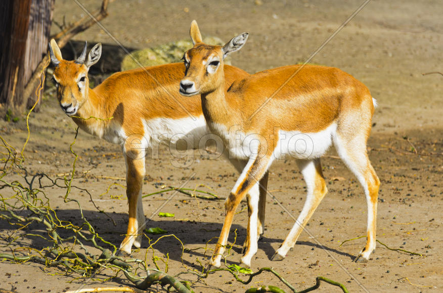 Horned antelope in a zoo. Herbivore with a beautifully curled horns. Most running speed and jumping