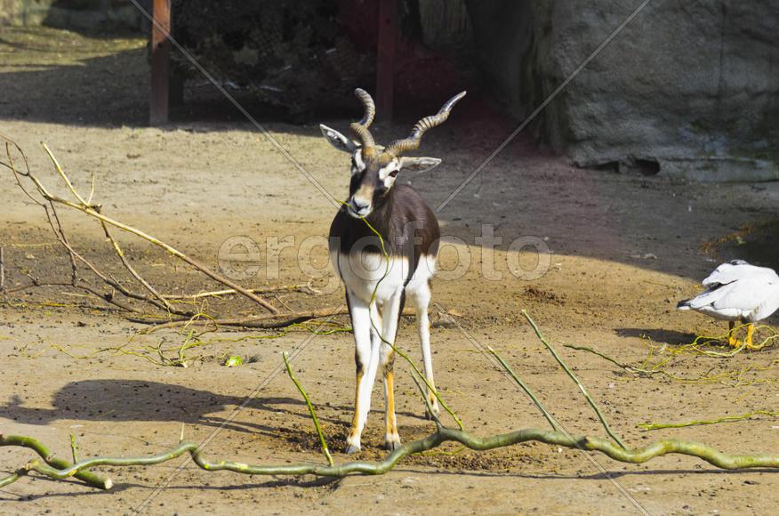 Horned antelope in a zoo. Herbivore with a beautifully curled horns. Most running speed and jumping