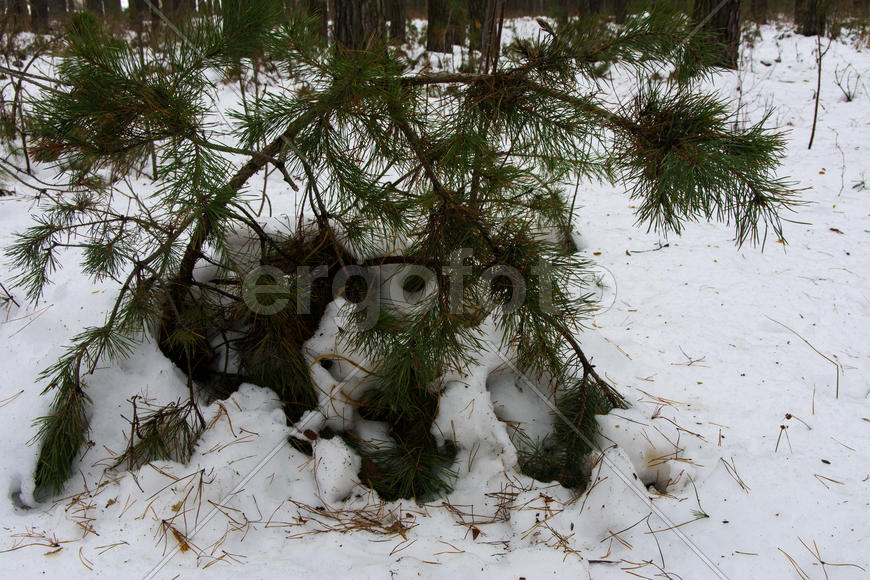 Кусты и пни, покрытые снегом в зимнем лесу