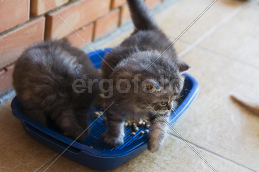 Kittens born in a private home. Beautiful color and good pedigree.