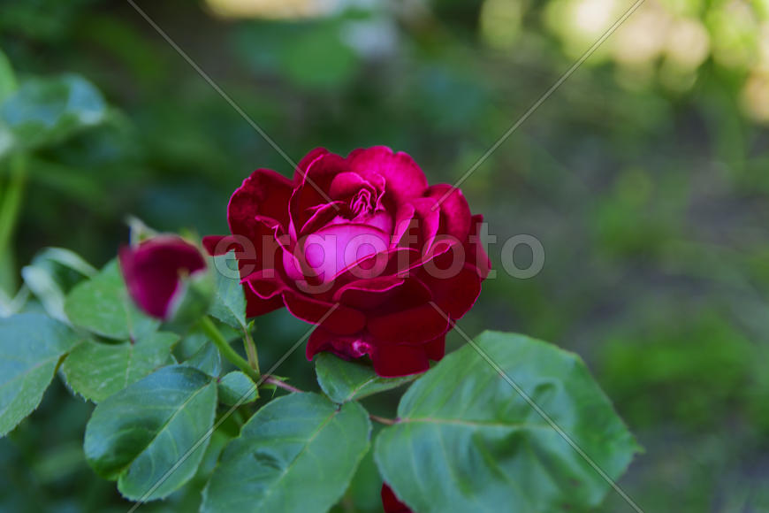 Roses in the yard on the lawn near a private house