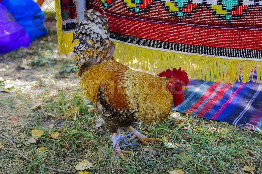 Rooster with a red comb and colorful plumage
