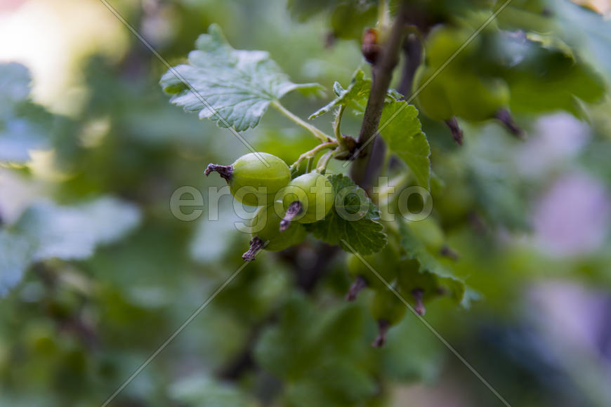 Unripe currants on the bush in a private garden