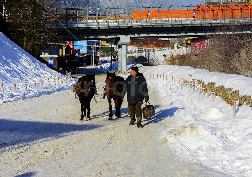 Лошадь на ярмарке в Западной Украине