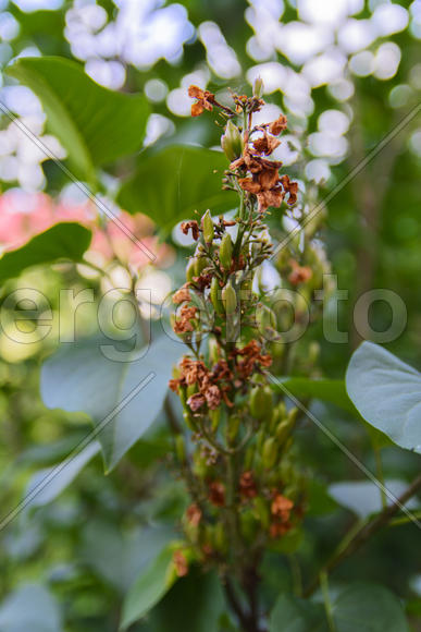 Fruit garden near private homes