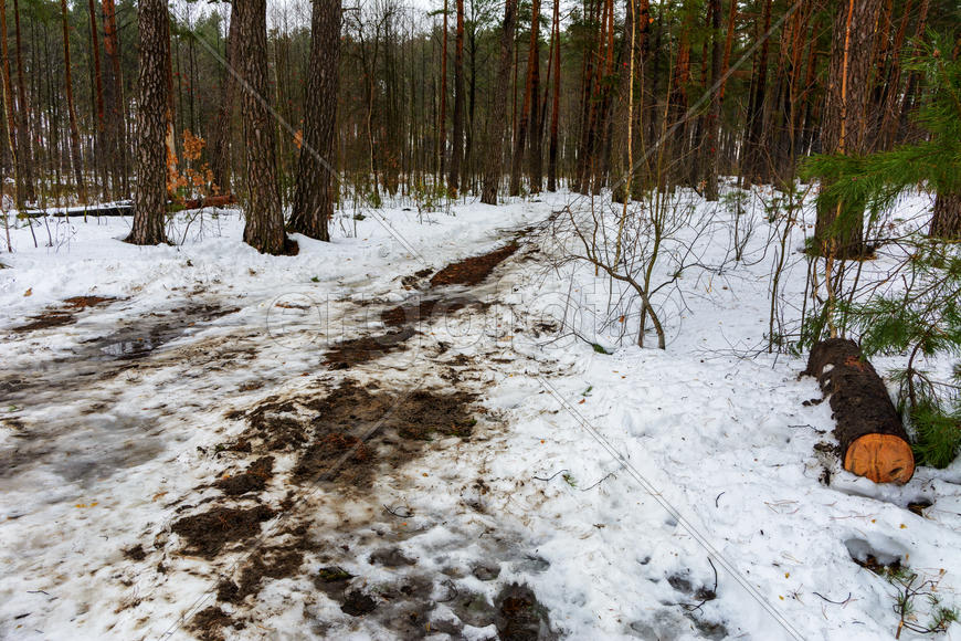 Лесные дороги и тропы растаяли в зимнем лесу