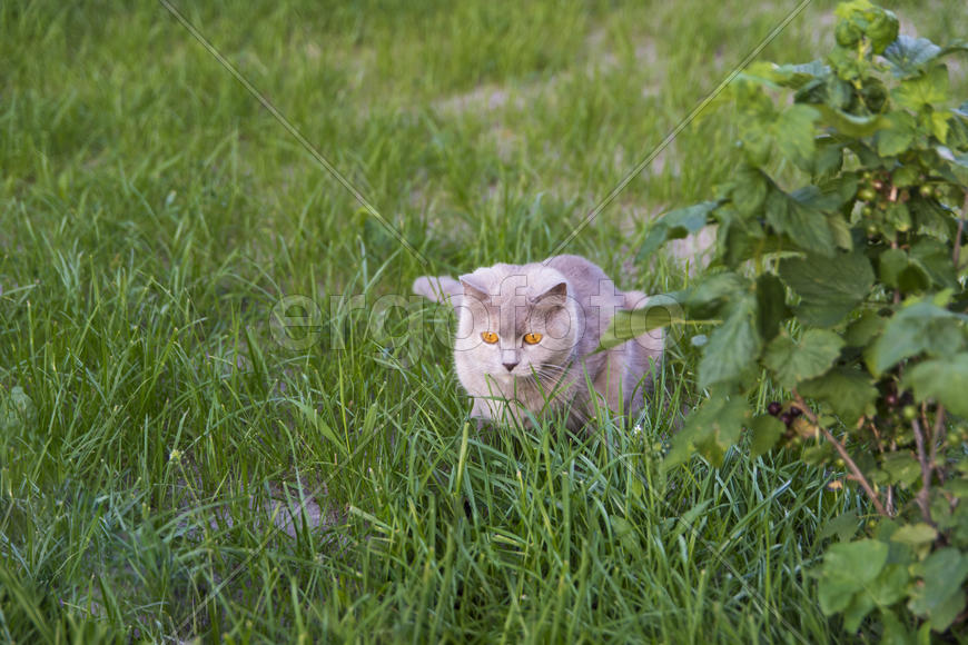 Adult cat gave birth to kittens. Beautiful color and good pedigree.