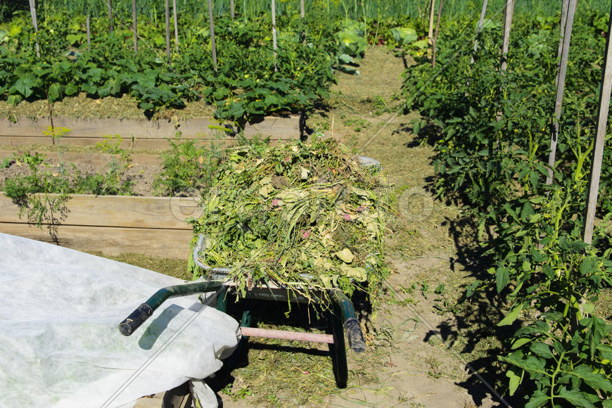 Vegetables in the garden near private homes