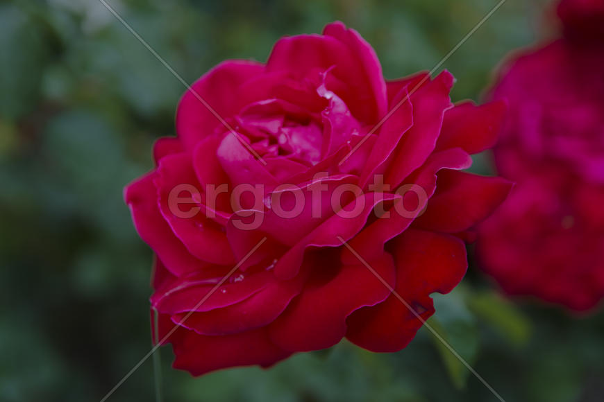 Roses in the yard on the lawn near a private house