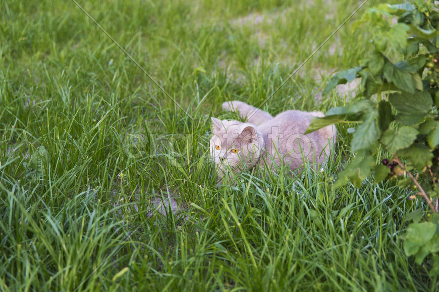Adult cat gave birth to kittens. Beautiful color and good pedigree.