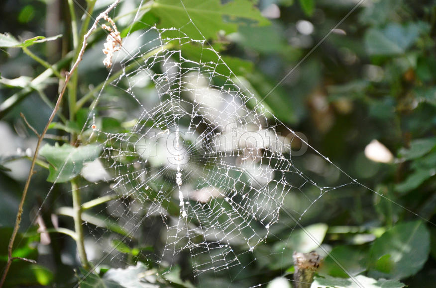 Surprising laces, which spin tiny (and not so) creations - spiders