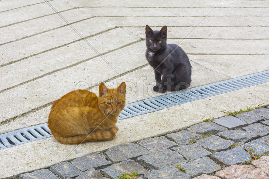 Разноцветные домашние кошки 