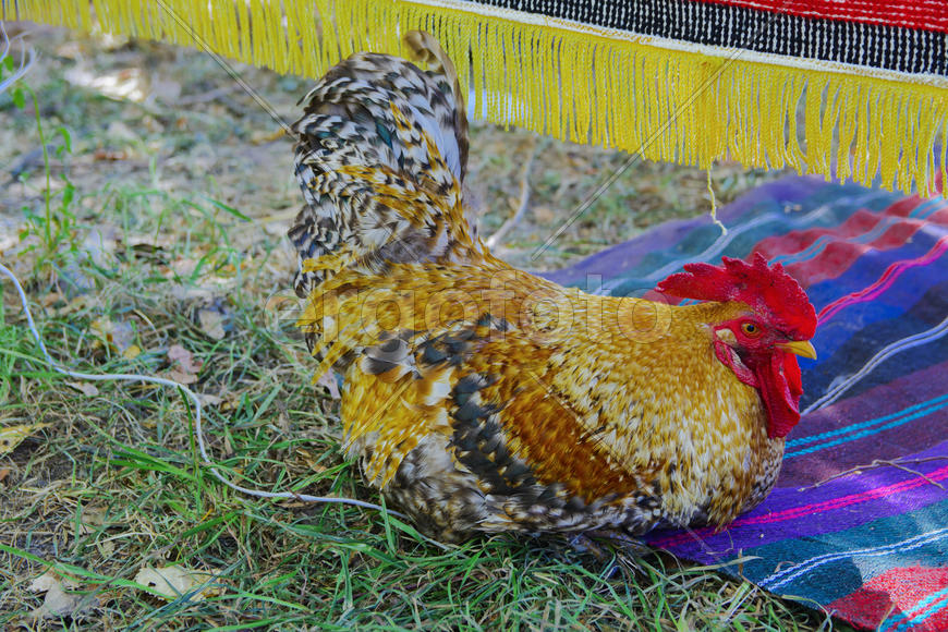 Rooster with a red comb and colorful plumage