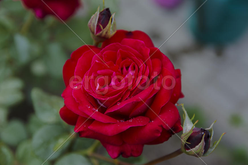 Roses in the yard on the lawn near a private house