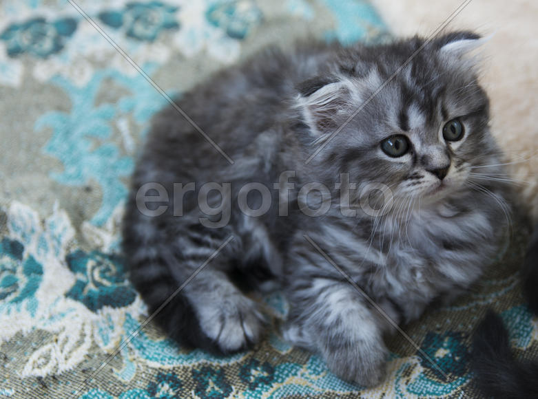Kittens born in a private home. Beautiful color and good pedigree.