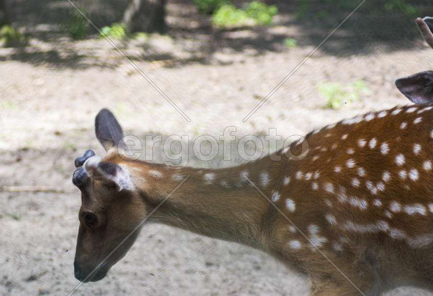 Sika deer - a mammal of the family Oleneva. Animals in the wild.