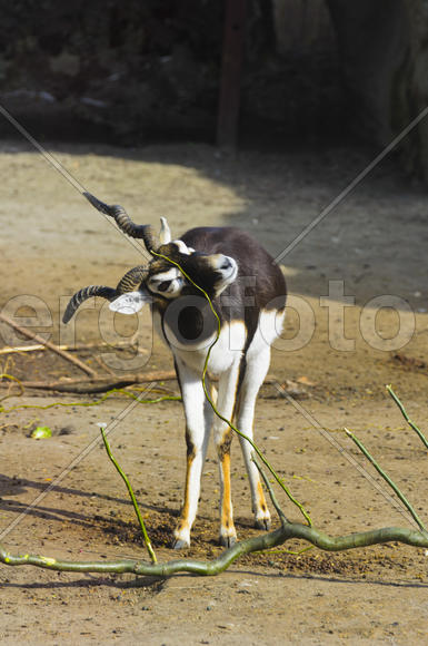 Horned antelope in a zoo. Herbivore with a beautifully curled horns. Most running speed and jumping