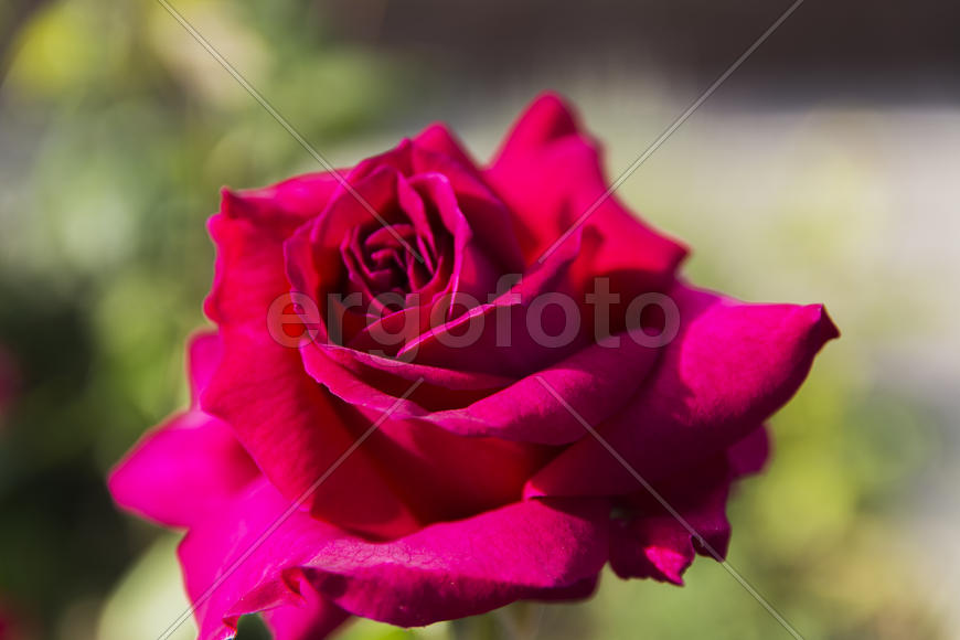 Roses in the yard on the lawn near a private house