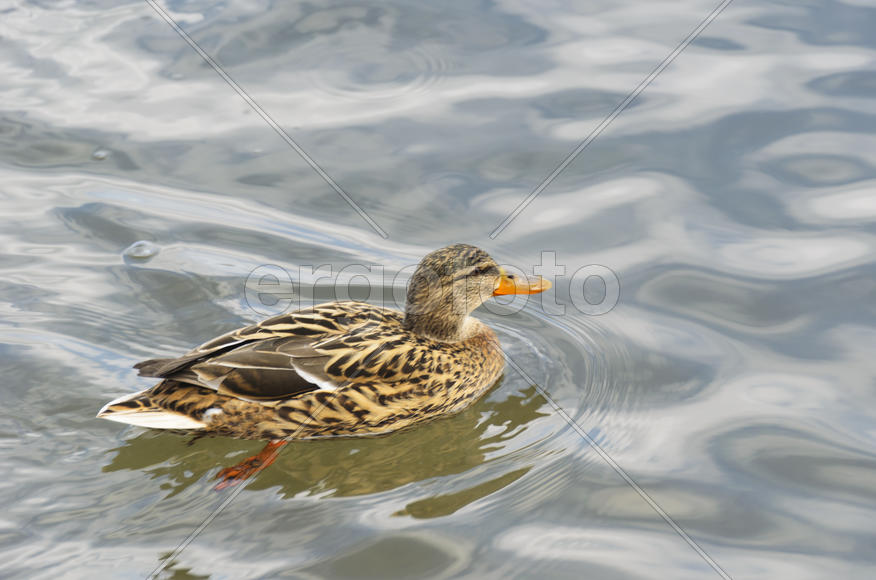 Duck. Various color of plumage. Birds medium and small size with a relatively short neck