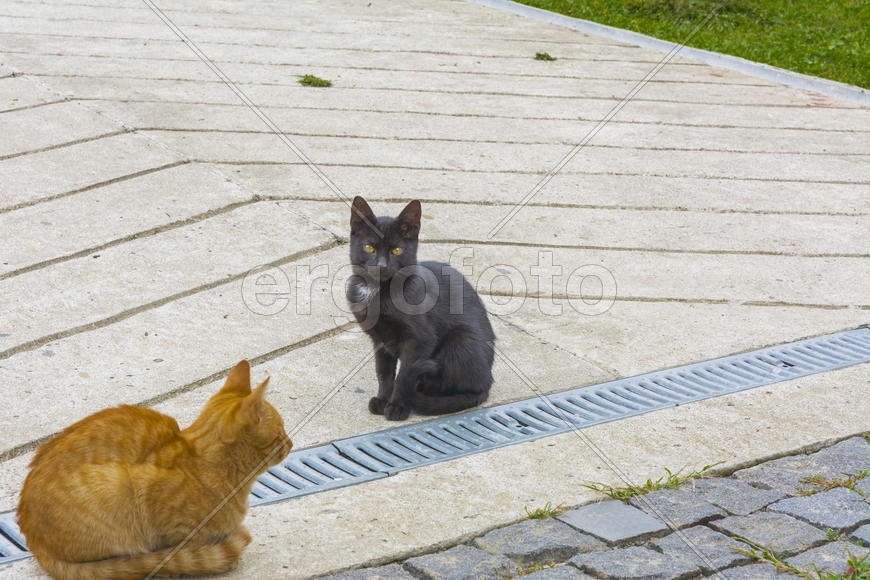 Разноцветные домашние кошки 