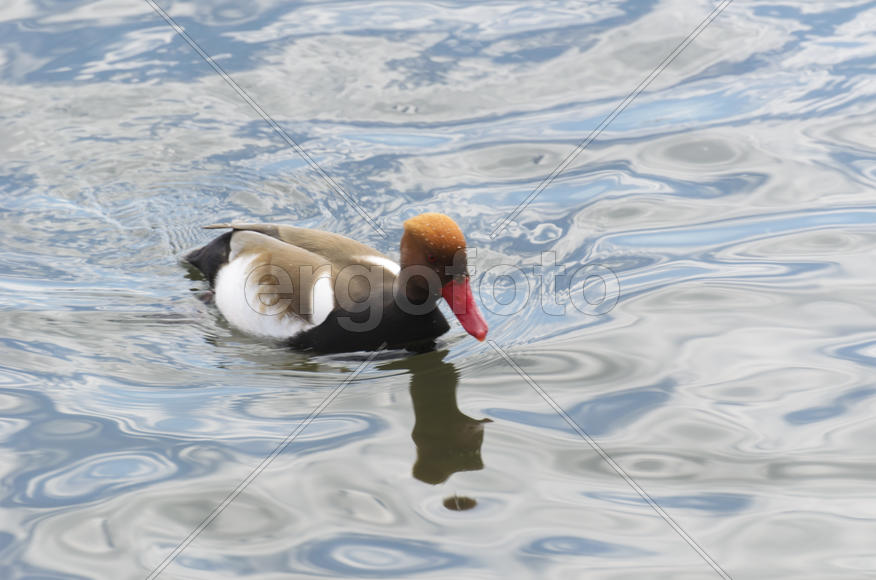 Duck. Various color of plumage. Birds medium and small size with a relatively short neck