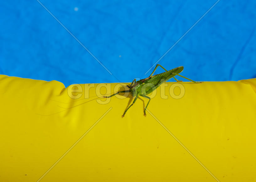 Green locust on the edge of the children's pool.