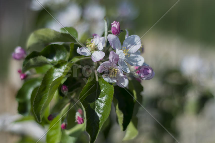 Bee pollinating flowers of apple trees in the home garden