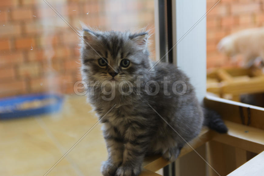 Kittens born in a private home. Beautiful color and good pedigree.