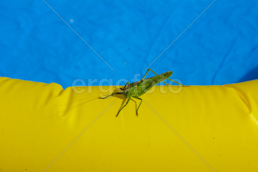 Green locust on the edge of the children's pool.