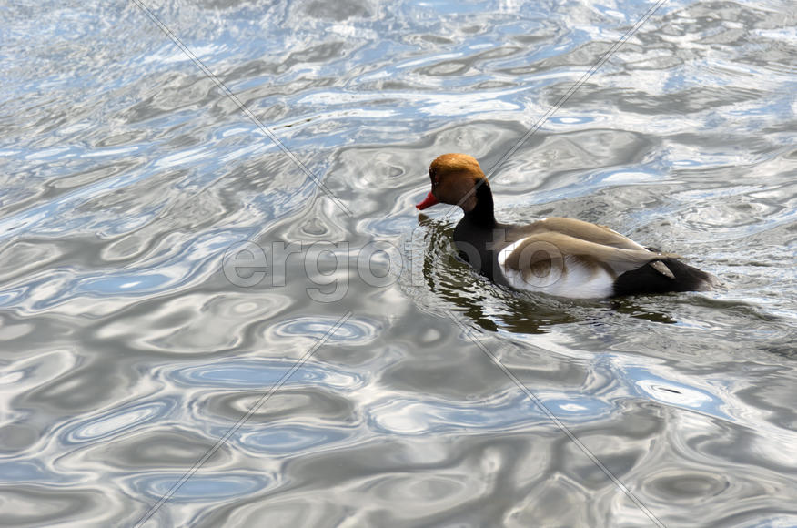 Duck. Various color of plumage. Birds medium and small size with a relatively short neck