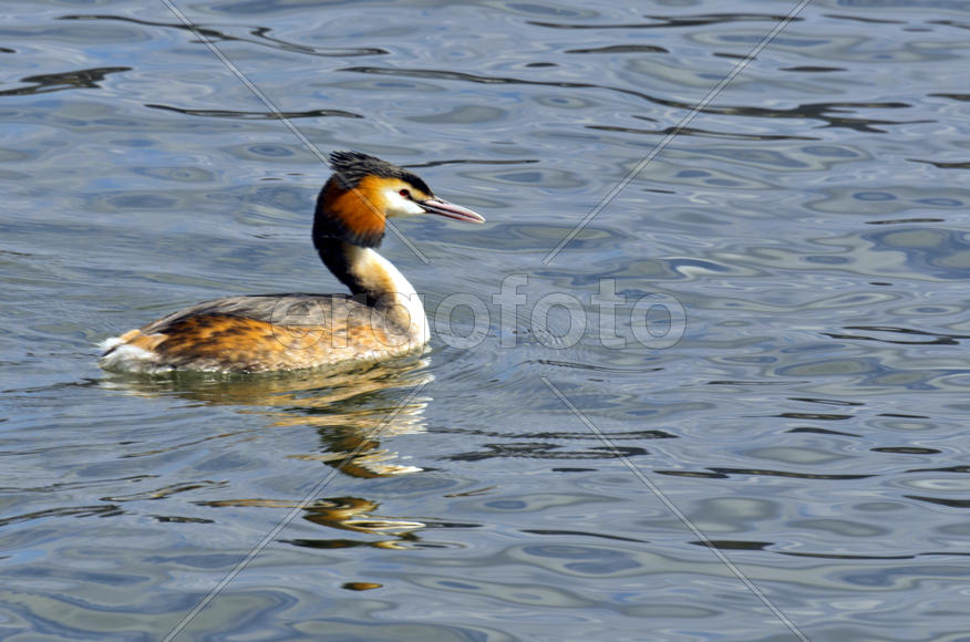 Duck. Various color of plumage. Birds medium and small size with a relatively short neck