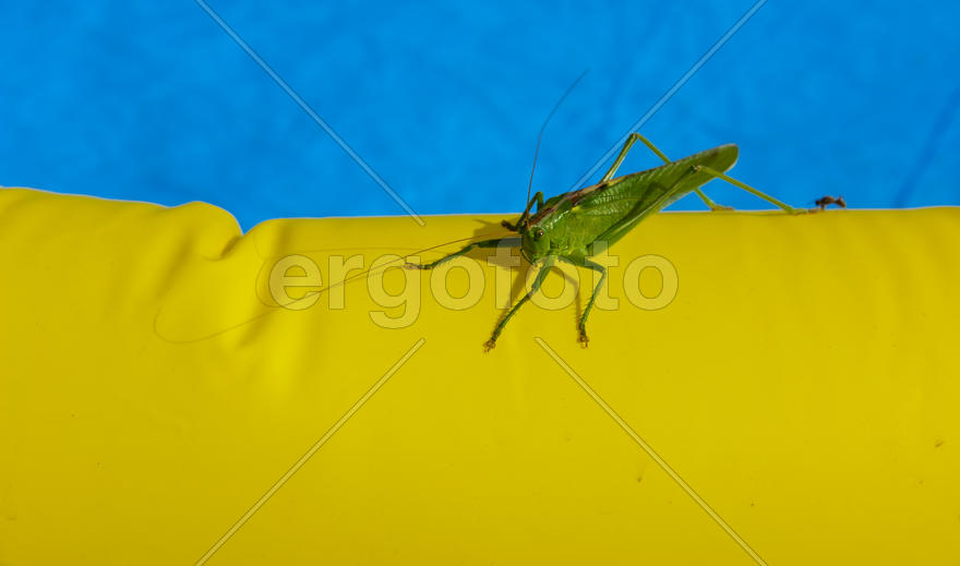 Green locust on the edge of the children's pool.
