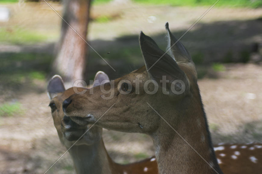 Sika deer - a mammal of the family Oleneva. Animals in the wild.