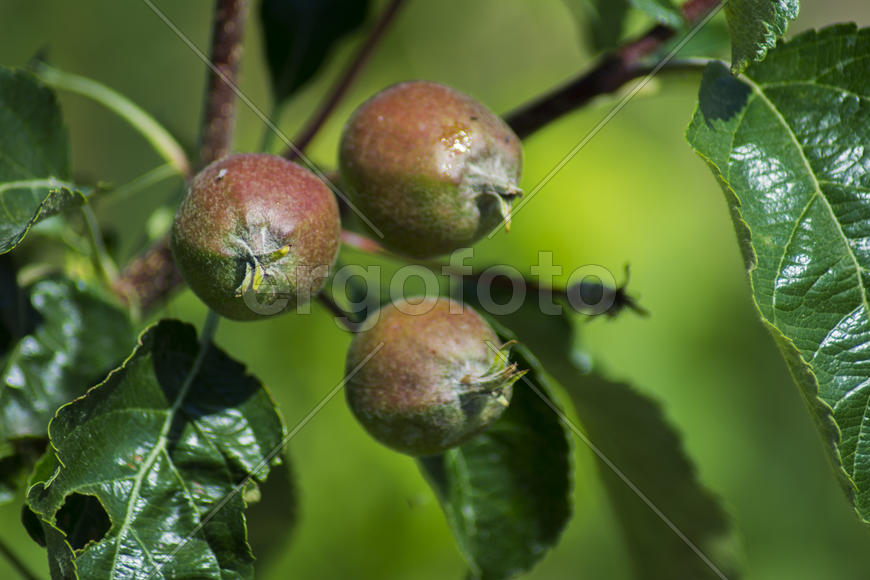 Unripe apples on an apple tree in a private garden