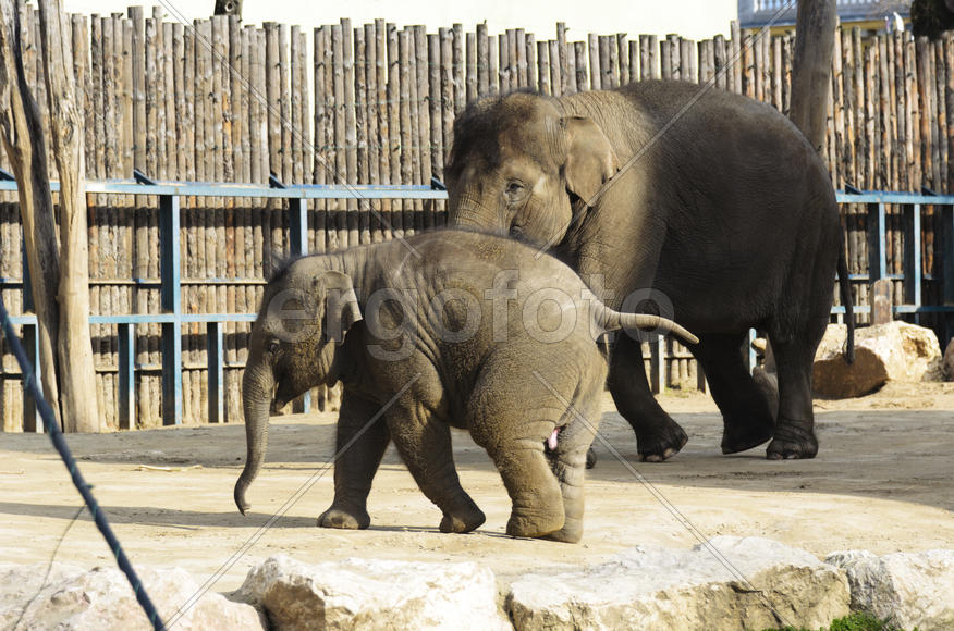The elephant in the zoo. Big, big, strong animal. Safari object. Huge tusks