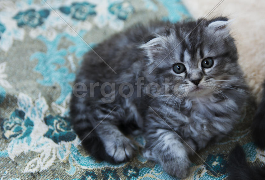 Kittens born in a private home. Beautiful color and good pedigree.