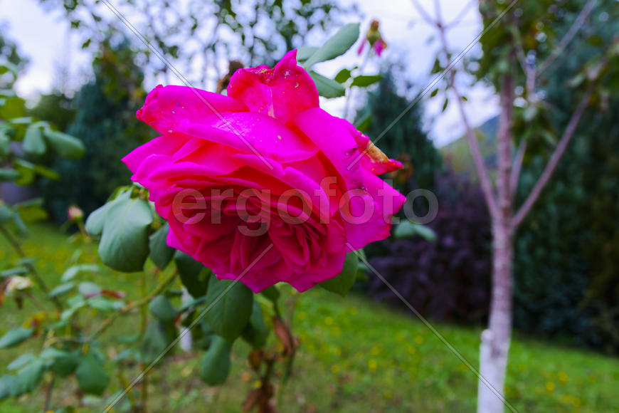 Бутон красной распустившейся розы 