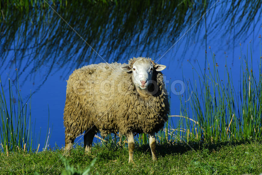 Одинокая овца, пасущаяся на красивом лугу для выпаса скота