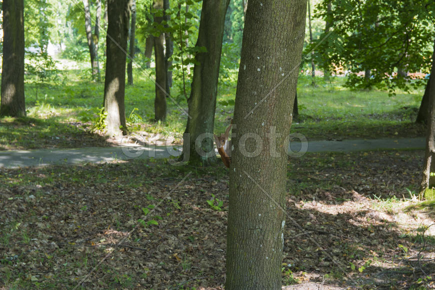 Squirrel on the nature of the sanatorium in the city of Lviv