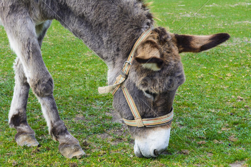 Серый ишак на зеленой лужайке 
