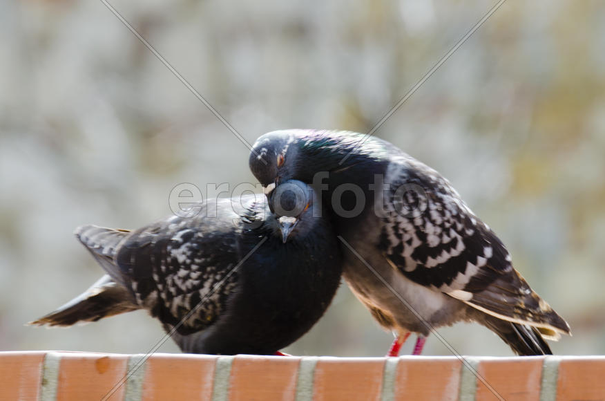 Dove - a symbol of love, friendship and peace in the world