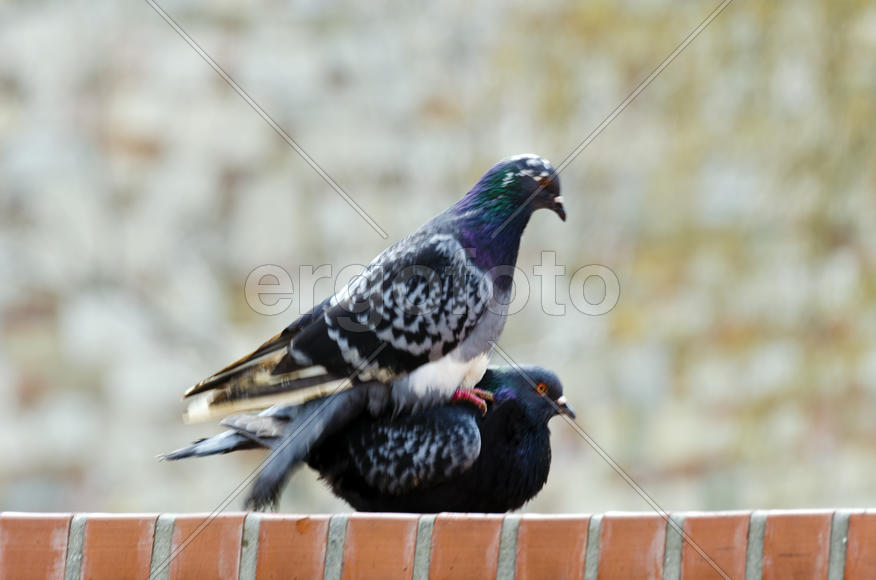 Dove - a symbol of love, friendship and peace in the world