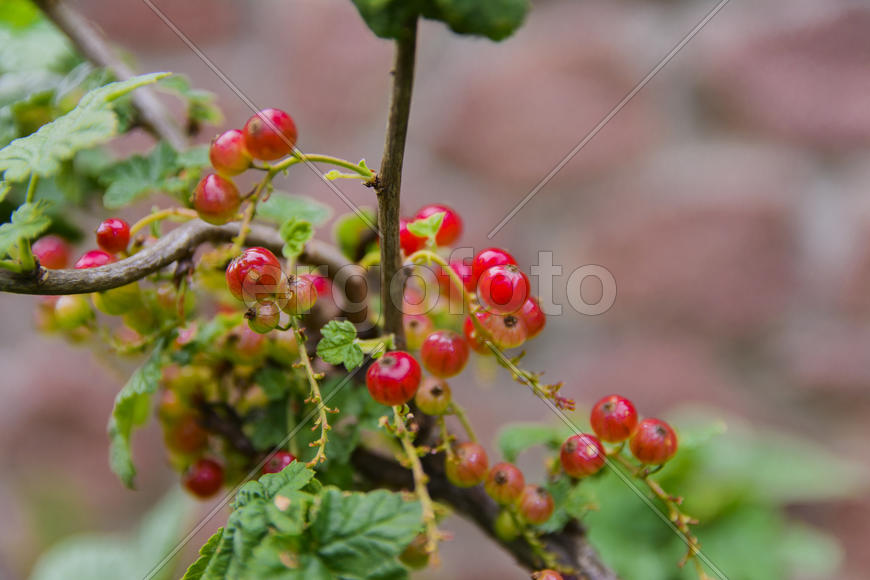 Fruit garden near private homes
