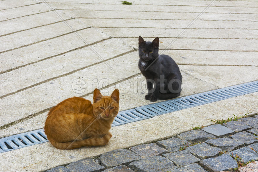 Разноцветные домашние кошки 