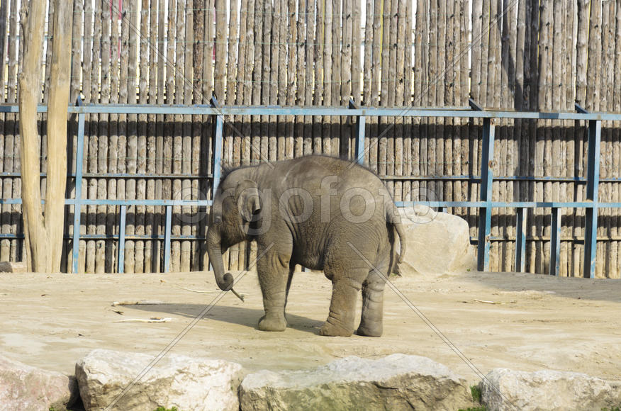 The elephant in the zoo. Big, big, strong animal. Safari object. Huge tusks